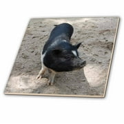 3dRose Black and White Pig - Ceramic Tile, 6-inch
