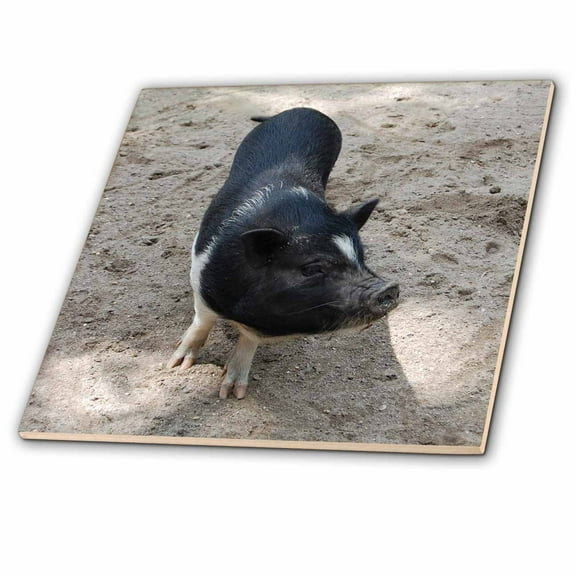 3dRose, Black and White Pig, 6 Inch Ceramic Tile