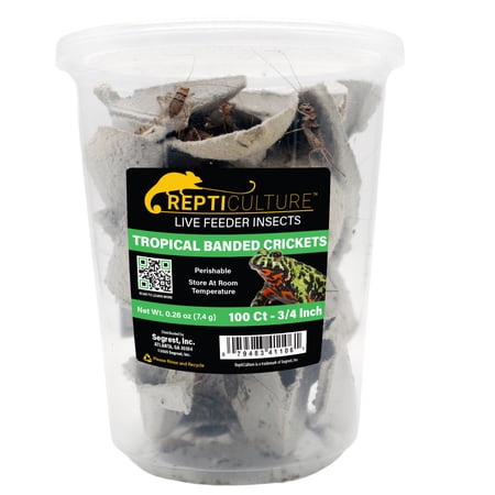 ReptiCulture 3/4" Tropical Banded Cricket 100 ct
