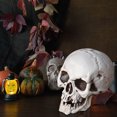 thumbnail image 5 of Realistic Skeleton Skulls for Halloween, Spooky Plastic Human Skull for Halloween Home Table Decorations, 5 of 5