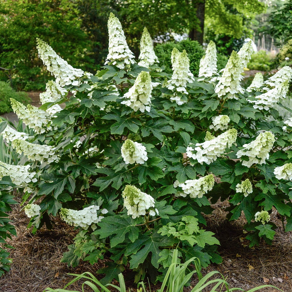 Spring Hill Nurseries Oakleaf Hydrangea - Thumbnail 2