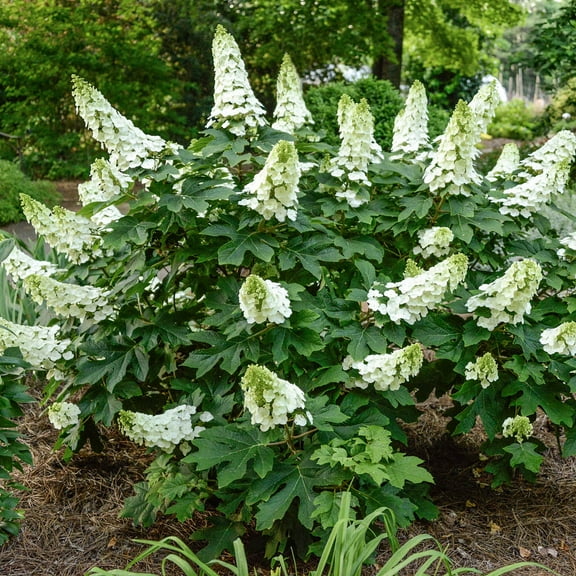 Direct Gardening Munchkin Oakleaf Hydrangea Bush Dormant Bare Root White Flowering Starter Shrub