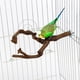 thumbnail image 3 of Soporte de pájaro natural Rama de árbol Juguetes para periquitos para mascotas Suministros para mascotas Perchas Accesorios para jaulas Escalada Yinane percha de pájaro, 3 of 8