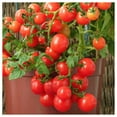 thumbnail image 3 of Everwilde Farms - 1/4 lb Small Red Cherry Heirloom Tomato Seeds - Gold Vault Bulk Seed Packet, 3 of 3