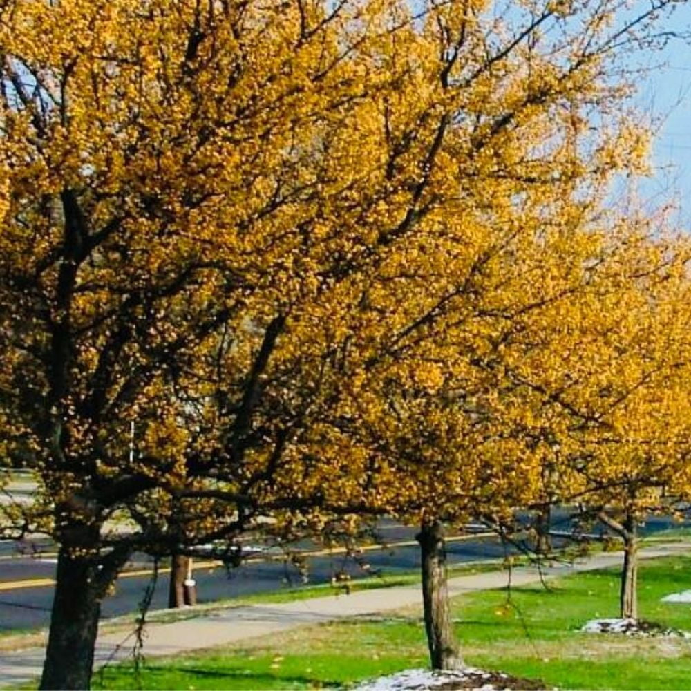 Expert Gardener 3-4 ft tall Harvest Gold Crabapple Live Tree in 7-Gallon Grower Pot