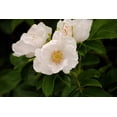 thumbnail image 4 of Seedville 10 White Japanese Rose Plant Seeds, Cold Hardy Fragrant Flowers, 4 of 11