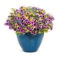 thumbnail image 4 of Proven Winners 4" Pink Supertunia Bordeaux Petunia Live Plant in 4.25" Pot (4 Count), 4 of 8
