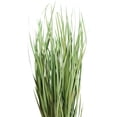 thumbnail image 2 of 8 Pack: Green Magnolia Flax Grass Bundle by Ashland®, 2 of 5