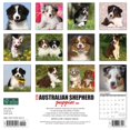 thumbnail image 2 of Just Australian Shepherd Puppies 2024 12 X 12 Wall Calendar (Other), 2 of 5