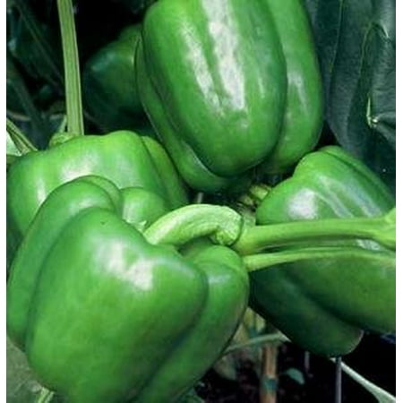 Whopper Pepper Plant- Two (2) Live Plants - Not Seeds - in 3.5 Inch Pots