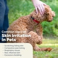 thumbnail image 6 of Vetnique DermaBliss Medicated Antiseptic Dog Shampoo with Chlorhexidine, 16oz, 6 of 10