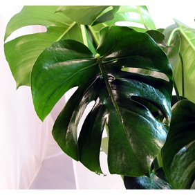 Swiss Cheese Plant Monstera Adansoni Easy To Grow Old Favorite 4 Pot Walmart Com Walmart Com
