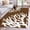 Brown, variant on 3'x5' Area Rugs, Coral Brown Indoor Outdoor Area Rug for Living Room Bedroom, White Coastal Ocean Marine Nautical Beach Washable Bathroom Rugs Kitchen Floor Carpet Mats Home Decor Aesthetic