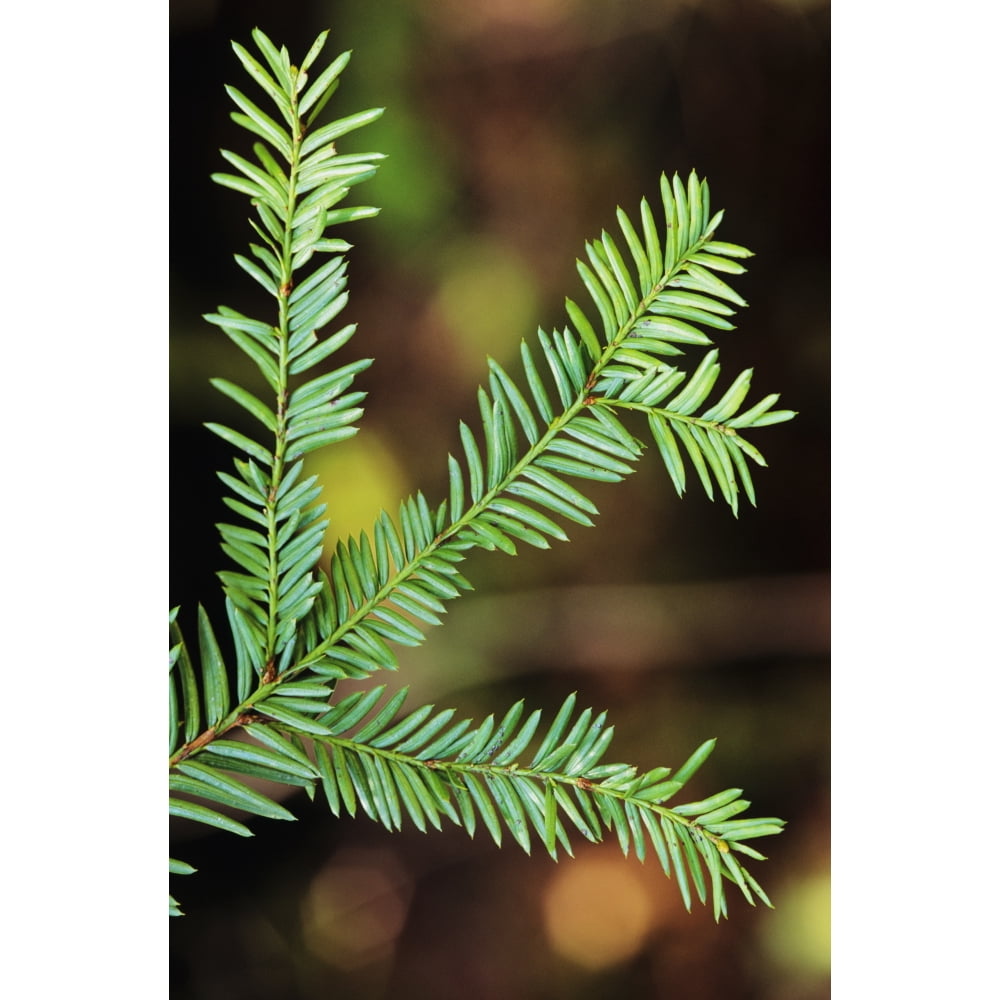 Pacific Yew Tree Leaves (Taxus Brevifolia) Source Of Cancer Fighting