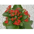 thumbnail image 6 of Element Live Plant Kalanchoe Blossfeldiana Succulent Color Succulent in 4in Pot, 6 of 7