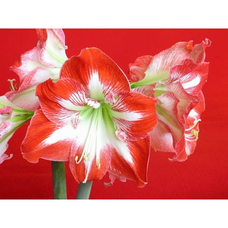 Minerva Amaryllis Bulb Single Blooming