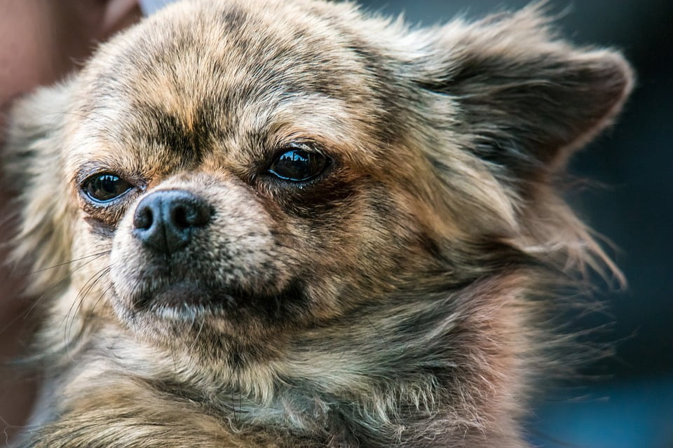 little chihuahua delivery