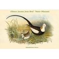 thumbnail image 1 of Hydrophasianus Sinensis - Chinese Jacana Jesus Bird - Water Pheasant-Fine Art Canvas Print (20" x 30"), 1 of 1