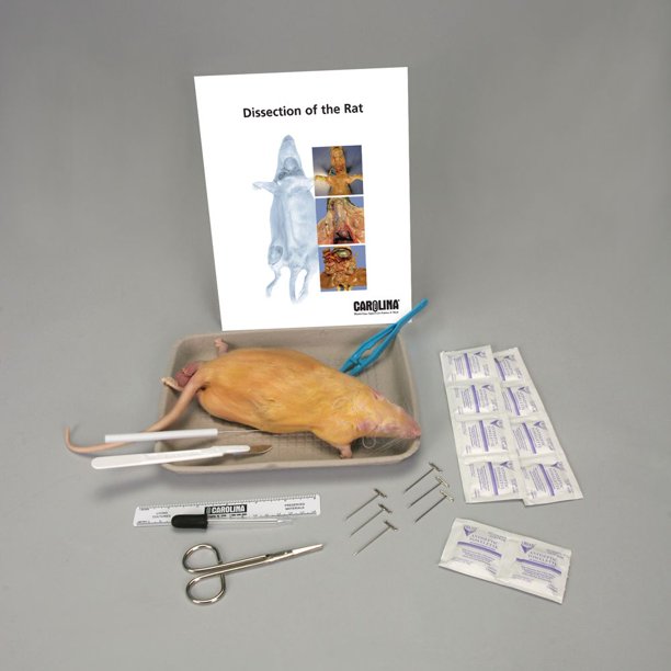 Rat Anatomy Kit With Dissecting Set Walmart Com Walmart Com