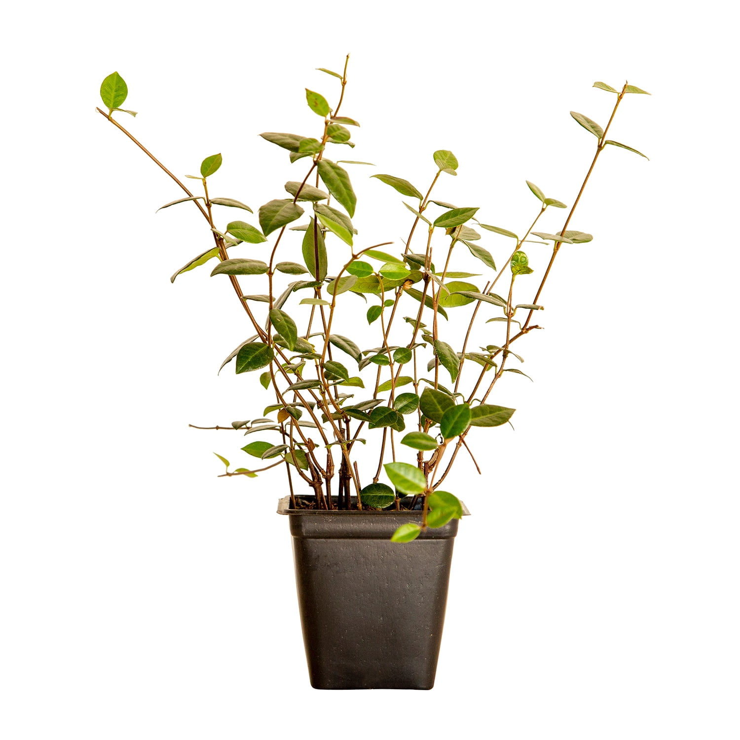 Expert Gardener Asiatic Jasmine - 18 Pack (3.25 In. Pots