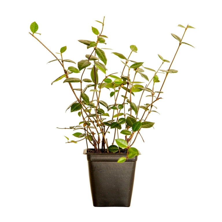 Expert Gardener Asiatic Jasmine - 18 Pack (3.25 In. Pots
