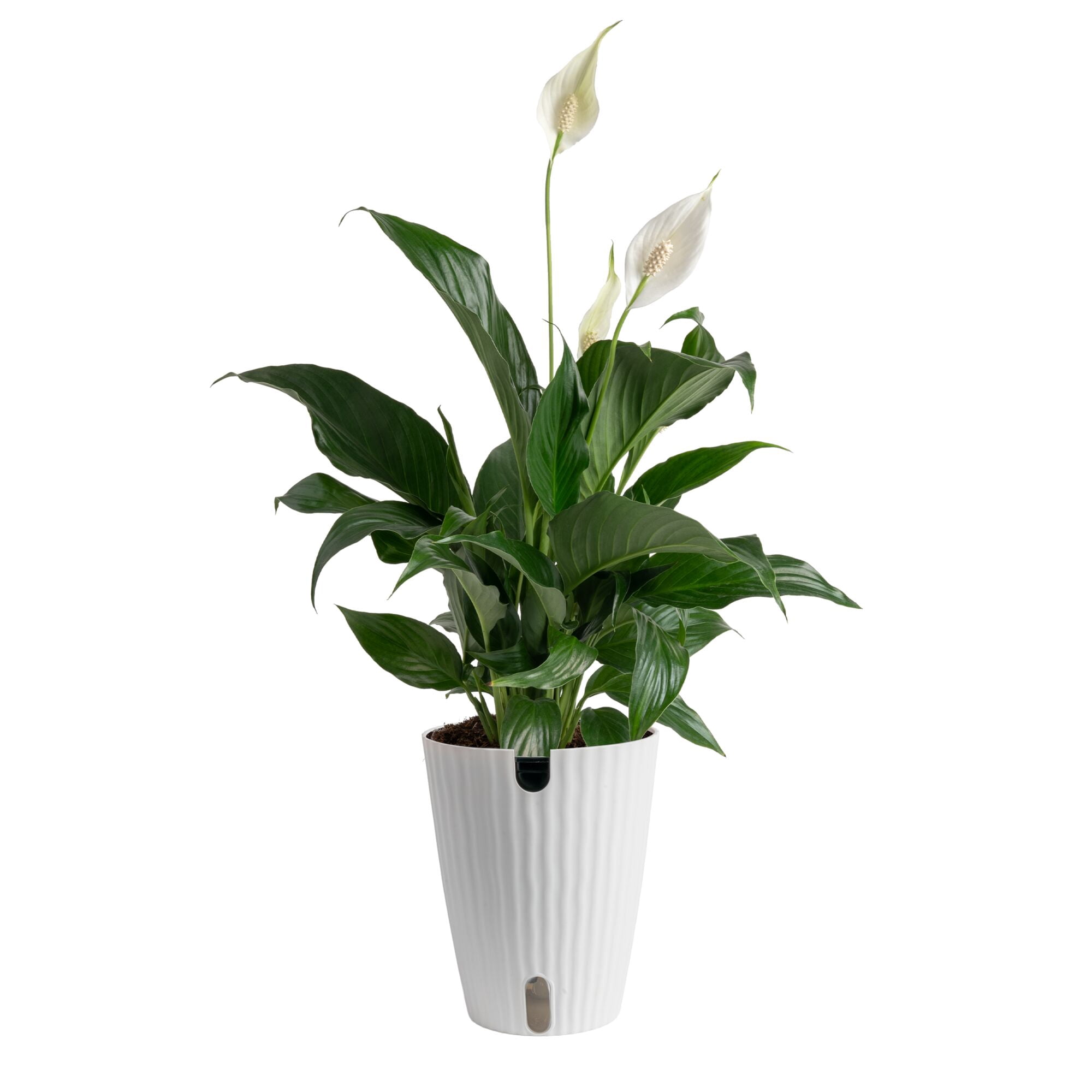 where to buy fresh aloe vera plant Aloe Barbadensis