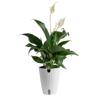 Element Homalomena Camouflage Houseplant, 6 in Self Watering Pot