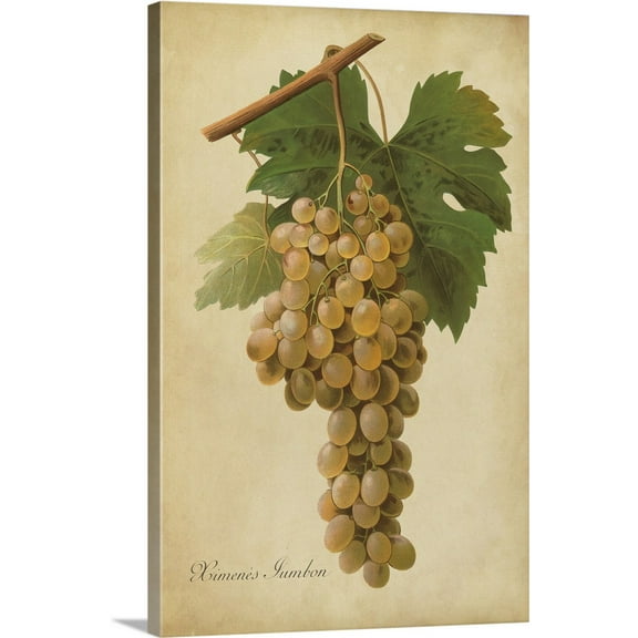 Great BIG Canvas | "Vintage Vines II" Canvas Wall Art - 20x30