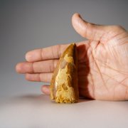 Genuine Carcharodontosaurus Tooth in Display Box (52 grams)