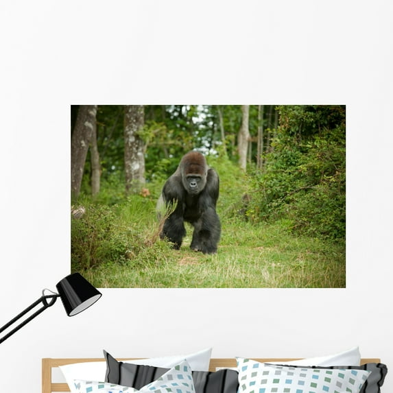 Gorille Wall Mural by Wallmonkeys Peel and Stick Graphic (48 in W x 32 in H) WM43202