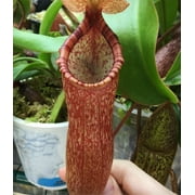 Nepenthes ventricosa "red" x (spathulata x spectabilis) Carnivorous Plant