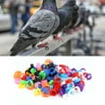 thumbnail image 1 of Pigeons Leg Rings, Poultry Leg  Colorful  For Pigeons Identification For Most People, 1 of 8