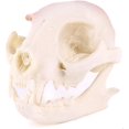 thumbnail image 4 of Resin Fortune cat Skull Skeleton Model Figurine Aquarium Fish Tank Landscape Decoration, 4 of 8