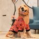 thumbnail image 1 of Traje Tang de Año Nuevo Ropa festiva de golden retriever para perros medianos y grandes Uso confiable, 1 of 4