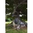 thumbnail image 2 of Flaherty, Dennis 13x18 White Modern Wood Framed Museum Art Print Titled - Puerto Rico, Viegues Island Ceiba tree, 2 of 4