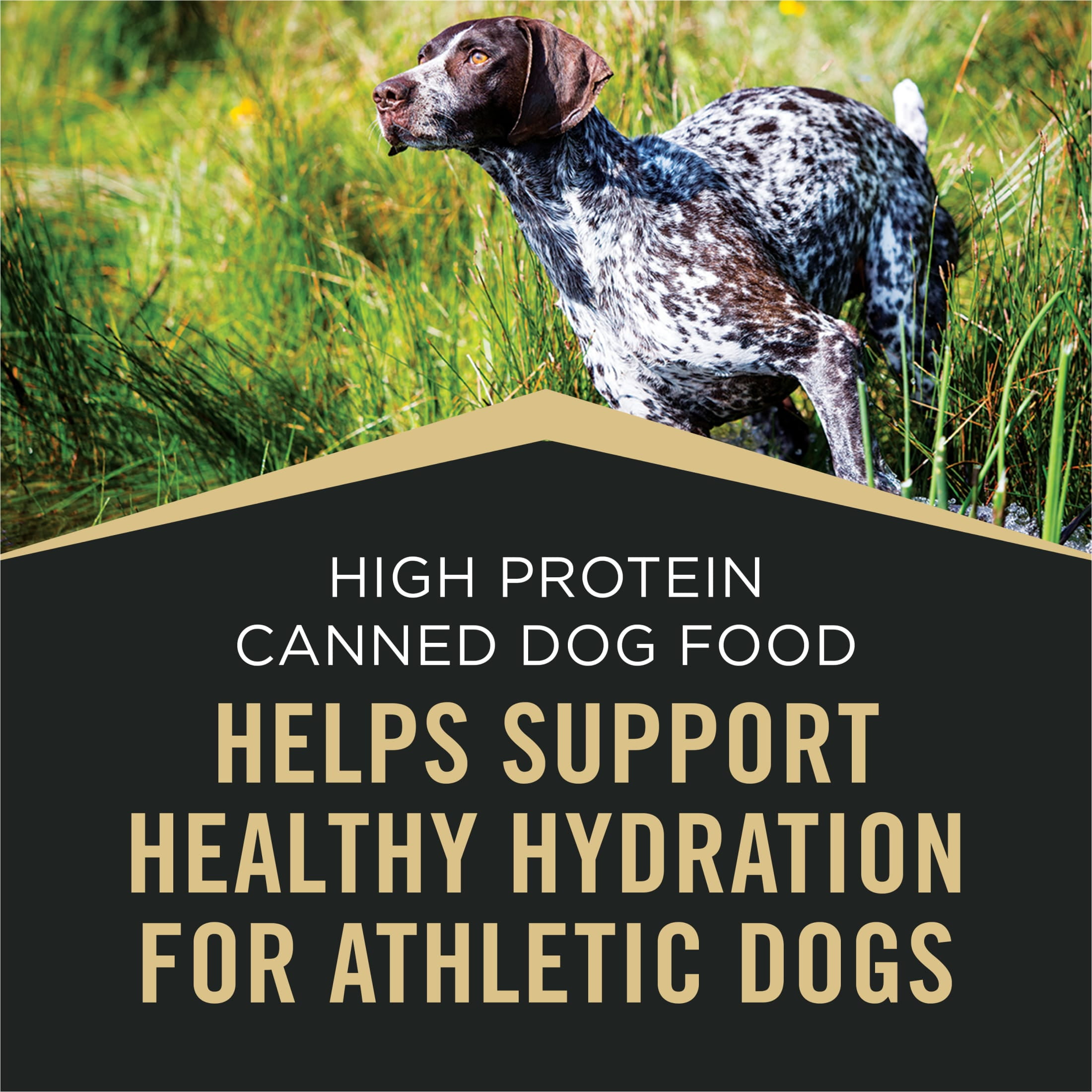 Purina Pro Plan Sport High Protein Wet Dog Food Beef and Bison Entrée, 13 oz Can