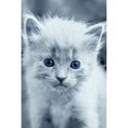thumbnail image 2 of Blue Kitty Poster Print by Tracie Louise (12 x 18), 2 of 2
