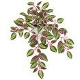 thumbnail image 1 of Planta de peperomia artificial de sandía Briful de 40 cm para interiores, 1 of 6