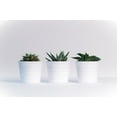 thumbnail image 5 of ragnaroc Live Succulent Plants - Echeveria Agaviodes Ebony, Rooted in 4” Pot - 1ct - Live Arrival Guaranteed - House Plants for Home Decor & Gift, 5 of 5