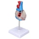 thumbnail image 4 of Modelo de Corazón Humano, Diseño de Diseño de Corazón de Diseño de Pvc para Ayudas de Enseñanza Médica, 4 of 7