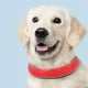 thumbnail image 3 of Productos para mascotas collar reflectante para perros pequeños, medianos y grandes, 3 of 5