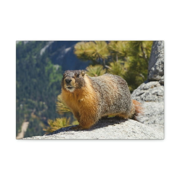 Majestic Yellow Bellied Marmot Art Majestic Yellow Bellied Marmot Print Animal Wall Art Wildlife Canvas Prints Wall Art Ready to Hang Unframed