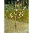 thumbnail image 3 of Vincent van Gogh 19x24 Black Modern Framed Museum Art Print Titled - Almond Tree in Blossom, 3 of 5