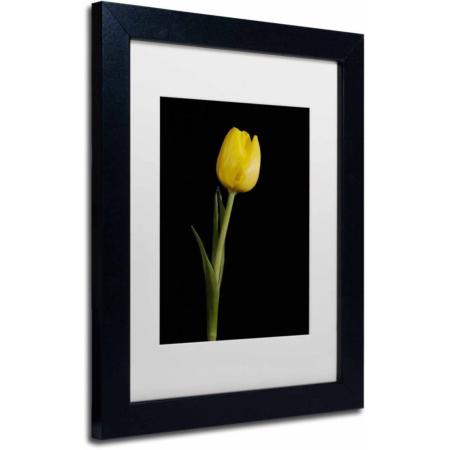 Trademark Fine Art 'Yellow Tulip Black Background 5' Canvas Art by PIPA Fine Art, White Matte, Black Frame