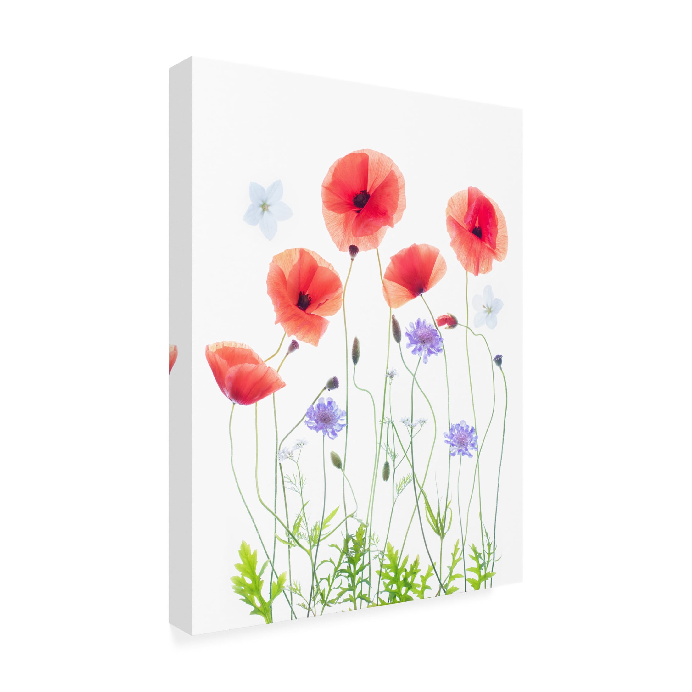 Canvas Wall Art - Sharon Williams 'Poppy Garden' Wall Art for Living Room, Bedroom, or Office Décor by Trademark Fine Art - 14 x 19 Inches