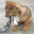 thumbnail image 3 of Cuerda de Tracción para Perros, Simulación de Cadena Gruesa, Cadena Grande de Hierro, Broma Divertida, Suministros para Caminar para Perros, Cuerda Negra, 3 of 5