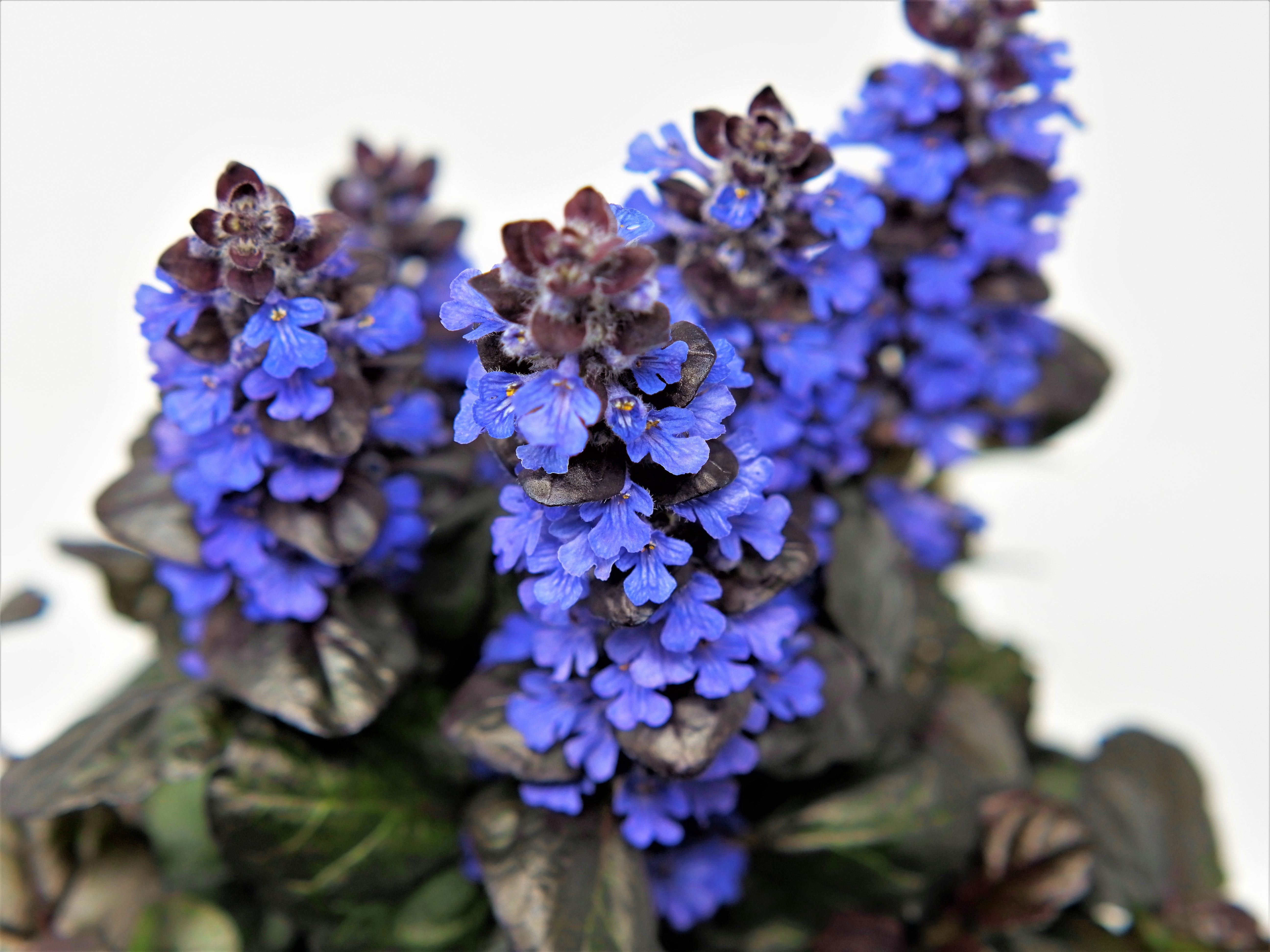 Expert Gardener Outdoor Live Plant Ajuga Bugleweed Purple 2.5QT, Part Shade