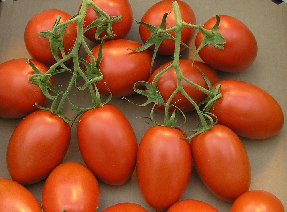 Organic Roma Tomato Plant Superior Paste Tomato Meaty