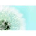 thumbnail image 2 of wall26 - Dreamy Dandelion Macro - Removable Wall Mural | Self-Adhesive Large Wallpaper - 100x144 inches, 2 of 6