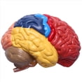 thumbnail image 4 of 4X Modelo AnatóMico Cerebral AnatomíA 1: 1 Medio Cerebro Tallo Cerebral Suministros de Laboratorio de Enseñanza MéDica, 4 of 5